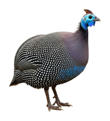 Guinea fowl walking farm animal natural habitat side view isolated on transparent background