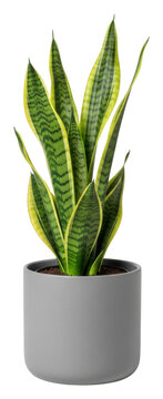 Plant care snake plant growth tips for home environments isolated on transparent background