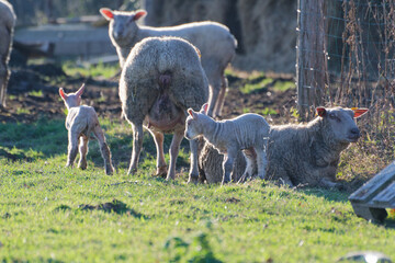 gros plan sur un mouton