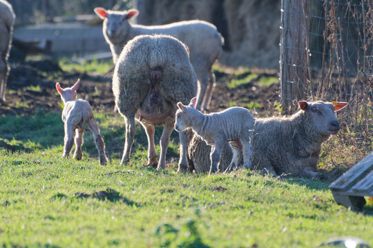 gros plan sur un mouton