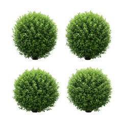 Lush green round shrubs garden landscape plant life outdoors isolated on transparent background