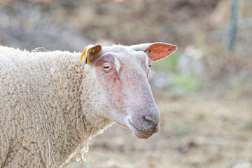 Obraz premium gros plan sur un mouton