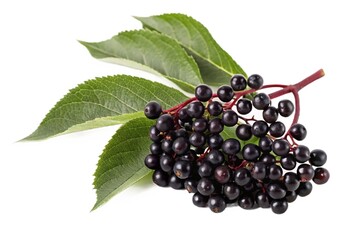 Cluster of dark purple elderberries with green leaves isolated on white background