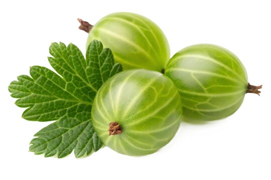 Three fresh green gooseberries with leaves isolated on white background - Powered by Adobe