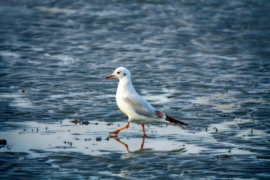 Bandar Abbas, Iran- January. Wintering Black-headed gulls, Strait of Hormuz - Powered by Adobe