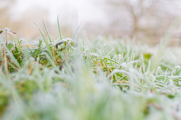 gel&eacute;e du matin sur l'herbe du jardin. m&eacute;teo hivernale