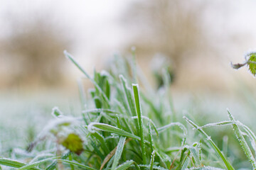 gel&eacute;e du matin sur l'herbe du jardin. m&eacute;teo hivernale