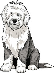 Old English Sheepdog sitting relaxed attentive facing front pose