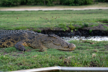 Obraz premium Close-up of large Nile crocodile in Chobe National Park, Botswana