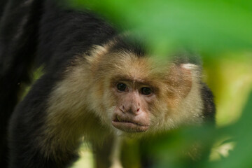 Fototapeta premium White faced Capuchin Monkey gets a close up portrait in the tropical rainsforest of Costa Rica