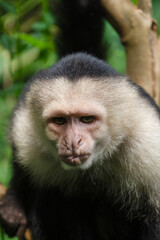 Fototapeta premium White faced Capuchin Monkey gets a close up portrait in the tropical rainsforest of Costa Rica