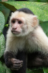 Obraz premium White faced Capuchin Monkey gets a close up portrait in the tropical rainsforest of Costa Rica