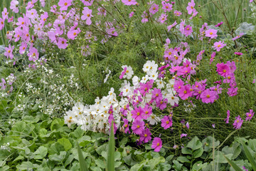 pink and white cosmos flowers blooming beside winter vegetable crops in a rural farm at khirai, west bengal