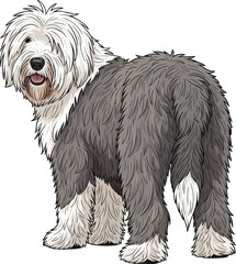 Old English Sheepdog standing rear view looking back cute pose