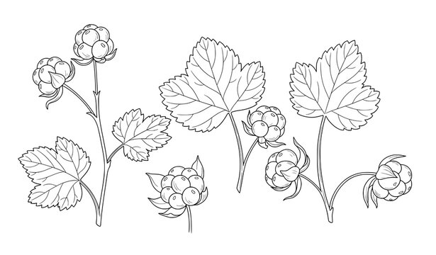 Arctic cloudberry outline botanical vector illustration isolated on white background
