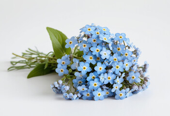 Forget-me-not bouquet on white background, tiny flowers, romantic style, classic arrangement, elegant composition