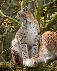 Lynx resting on a tree branch in a natural habitat during springtime