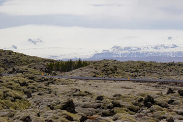 Empty Road Through Mossy Lava Field in Iceland Highlands
