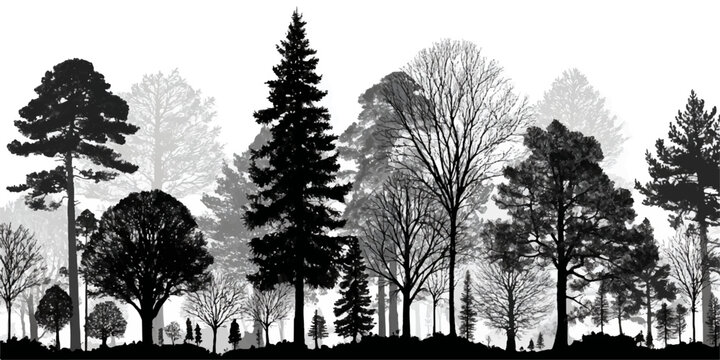 Diverse forest silhouette with various evergreen and deciduous trees in black and white