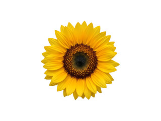 Fototapeta premium 黒背景の上で鮮やかに咲く黄色のヒマワリのクローズアップ