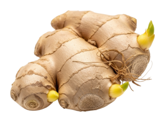 Harvesting fresh ginger roots farm food natural isolated on transparent background
