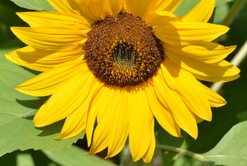 Obraz premium Sunflower is an annual plant native to the Americas. It possesses a large inflorescence, and its name is derived from the flower's shape and image which is often used to depict the sun