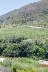 river and vineyards in Kleinriver valley  near Stanford, South Africa