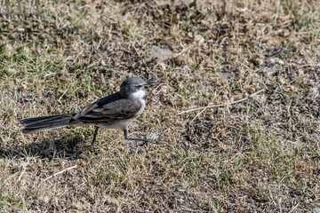Cape Wagtail bird on ground at Voelklip Beach cove, Hermanus, South Africa