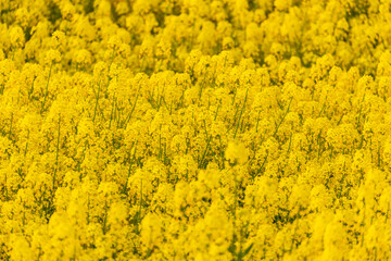 Close up of blooming yellow rapeseed flowers in spring field, Poland.