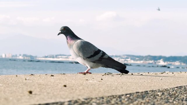 防波堤から飛び立つ鳩と留まる鳩