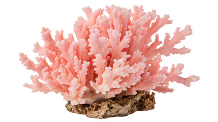 Vibrant pink coral reef on rocky base isolated on black