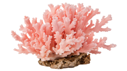 Vibrant pink coral reef on rocky base isolated on black