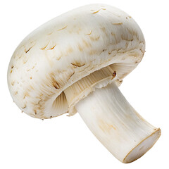 Fresh white mushroom on black background