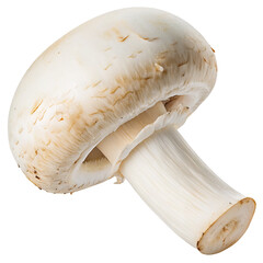 Fresh white mushrooms on black background closeup