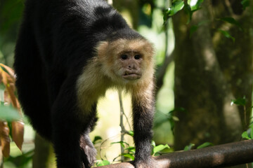 White faced Capuchin Monkey is perched high above in a tree of tropical rainsforests of Costa Rica