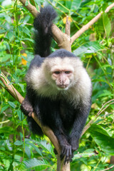 White faced Capuchin Monkey is perched high above in a tree of tropical rainsforests of Costa Rica