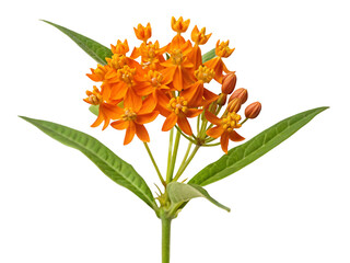 Vibrant orange milkweed flowers with green leaves on black background