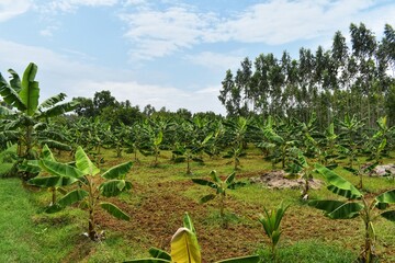 wide view of a banana plantation with young banana plants growing in neat rows, showcasing tropical agriculture, sustainable farming, and rural farmland in India.