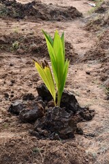 Young coconut sapling growing in dry soil, symbolizing new life, agriculture, reforestation, sustainability, and environmental growth.