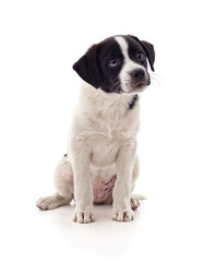Cute black and white puppy sitting on a white background.