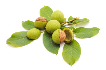 Fototapeta premium Green walnuts with leaves on a white background.