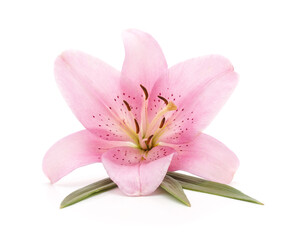 Obraz premium Pink lily flower with green leaves.