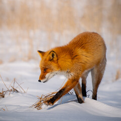 Obraz premium Ezo red fox