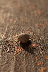 beautiful seashell on a colored background