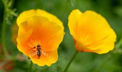 Fototapeta premium Close up of California Poppy with striking yellow and black hoverfly in the centre. Another poppy sits blurred to the right. (Eschscholzia californica)