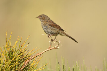 Fototapeta premium acentor en la sierra de gredos