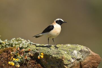 Fototapeta premium collalbas en el campo en primavera