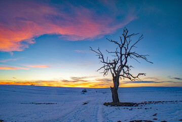 Samotne drzewo © piotrwolak