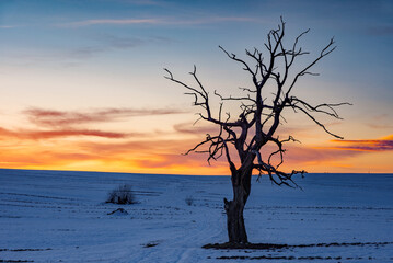 Samotne drzewo © piotrwolak