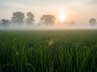 Fototapeta premium Lush Green Rice Field Covered in Morning Dew and Thick Mist at Dawn, Sun Rising Over the Horizon with Silhouetted Trees in the Background